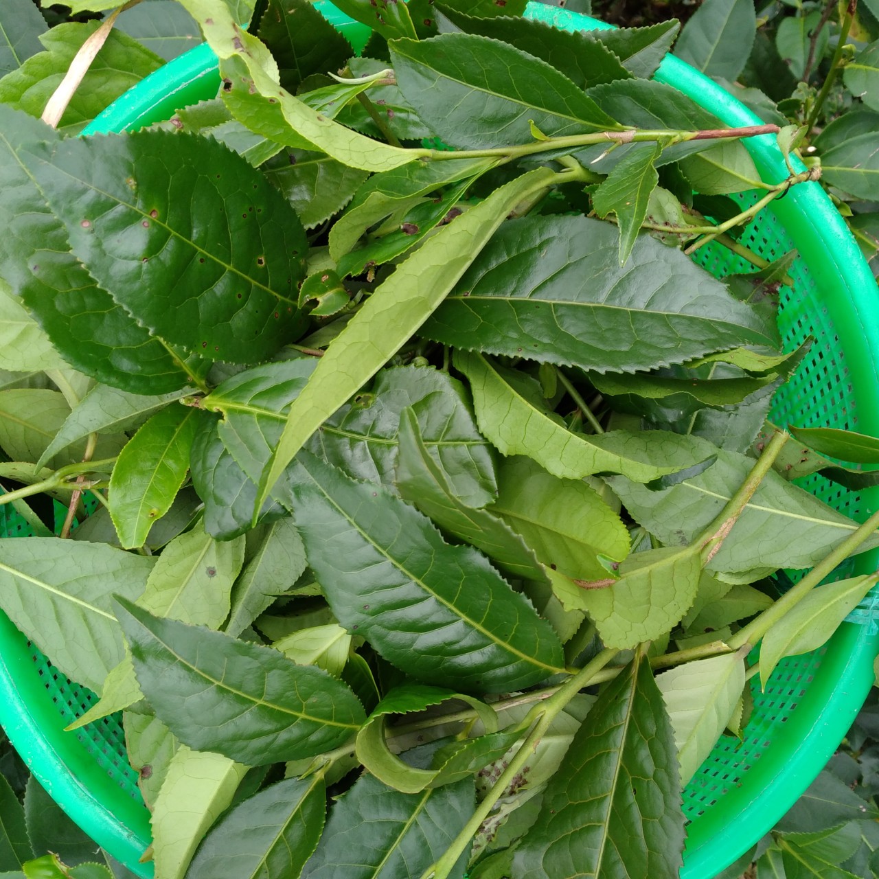 TRÀ TƯƠI / CHÈ TƯƠI BẢO LỘC 1KG