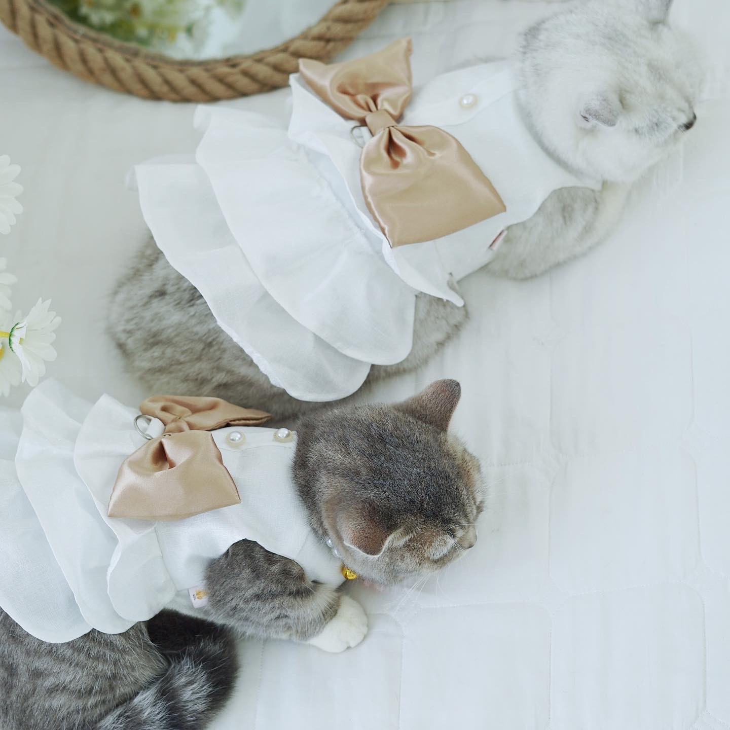 Váy đầm chó mèo thú cưng selena dress