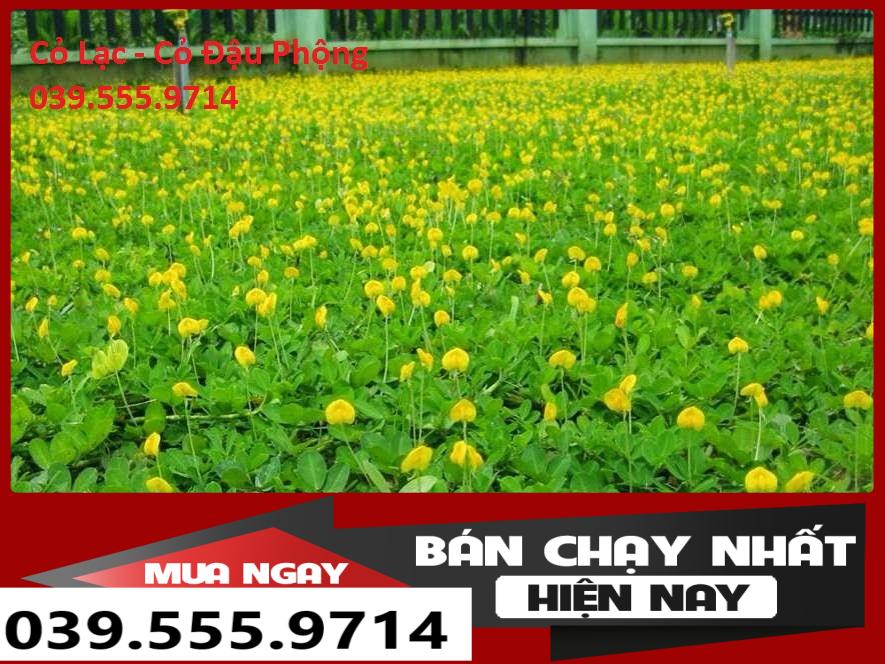 Hạt cỏ lạc 300 hạt - cỏ thảm sân vườn