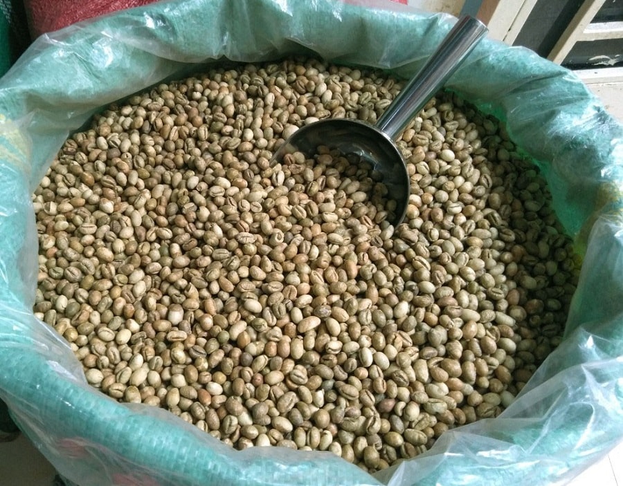 Cà phê robusta nhân sống chưa rang - hàng chọn lọc từ nông hô 0.5 kg - Moka cafe