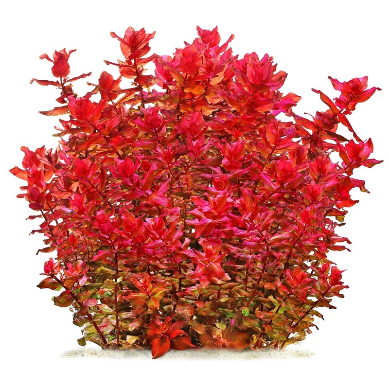 Rotala macrandra red “mini” - hồng hồ điệp mini - cây thuỷ sinh