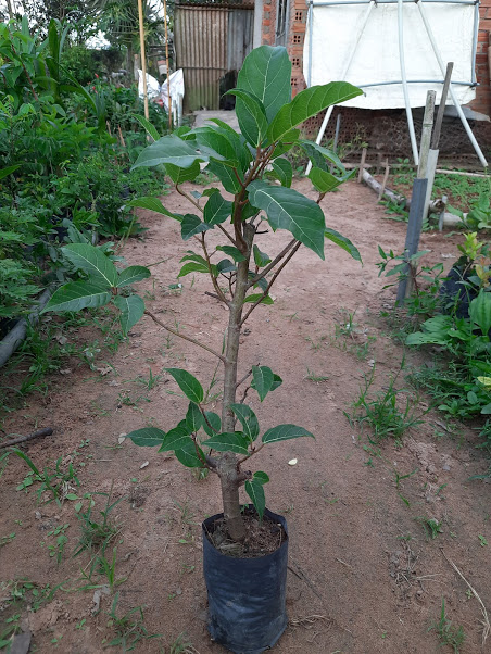 Cây sung giống- chiều cao khoảng 80cm