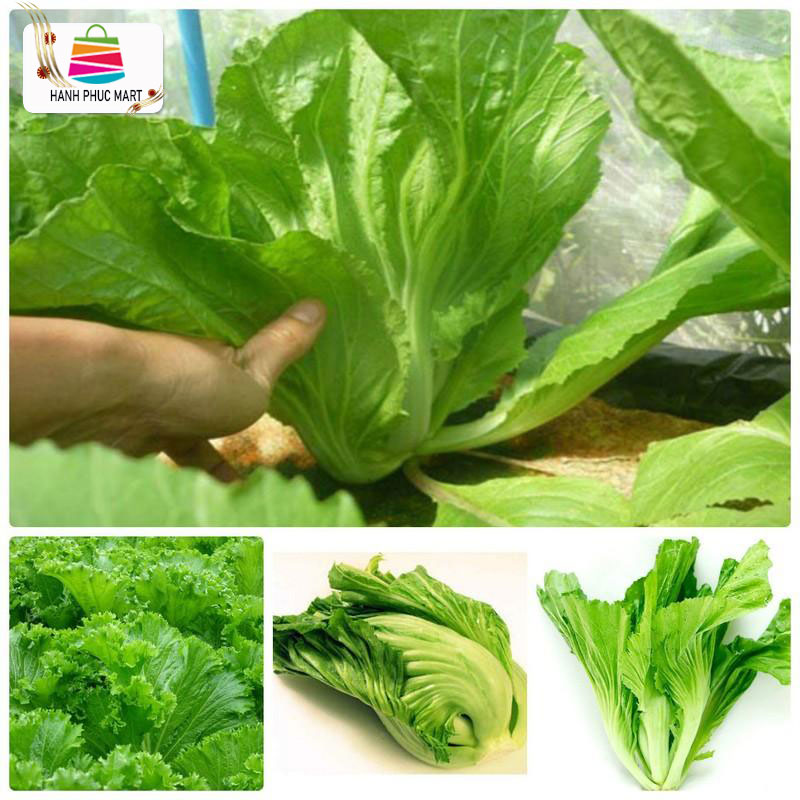 [HCM]Hạt giống Cải bẹ dưa - PhuNongSeeds