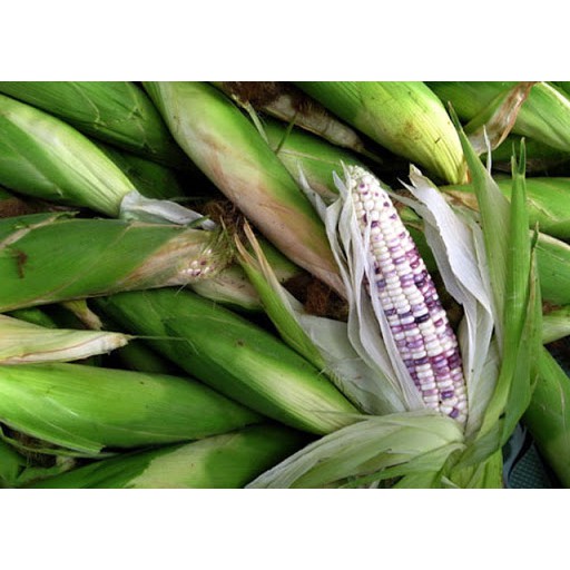 Hạt Giống Bắp Nếp Trắng +Tím F1, Bắp Nếp Ngọt, Bắp Nếp Thơm - Bắp To Hạt Mập, Sai Quả