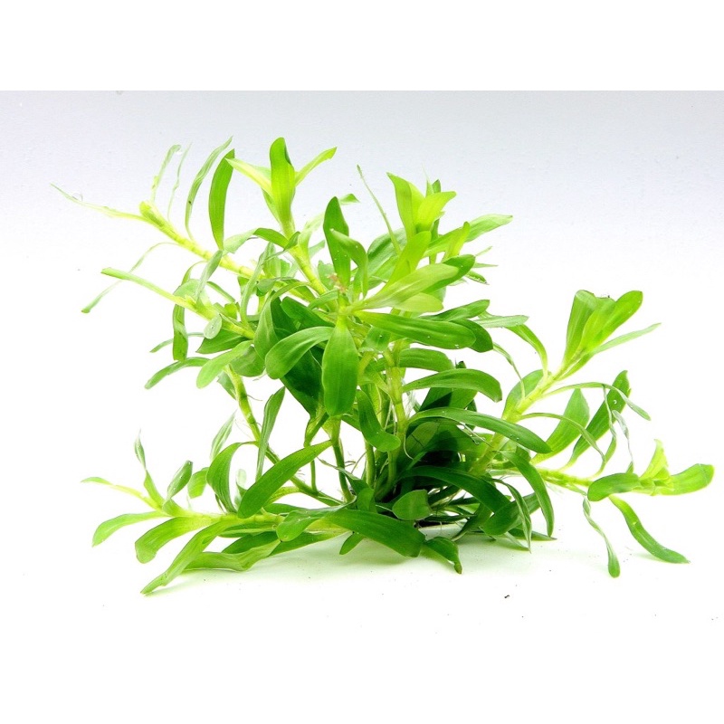 C - cây tiểu trúc diệp/cỏ sao - cây thuỷ sinh