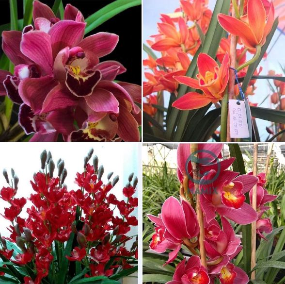 Combo 3 củ giống hoa địa lan santo hoa đỏ -
