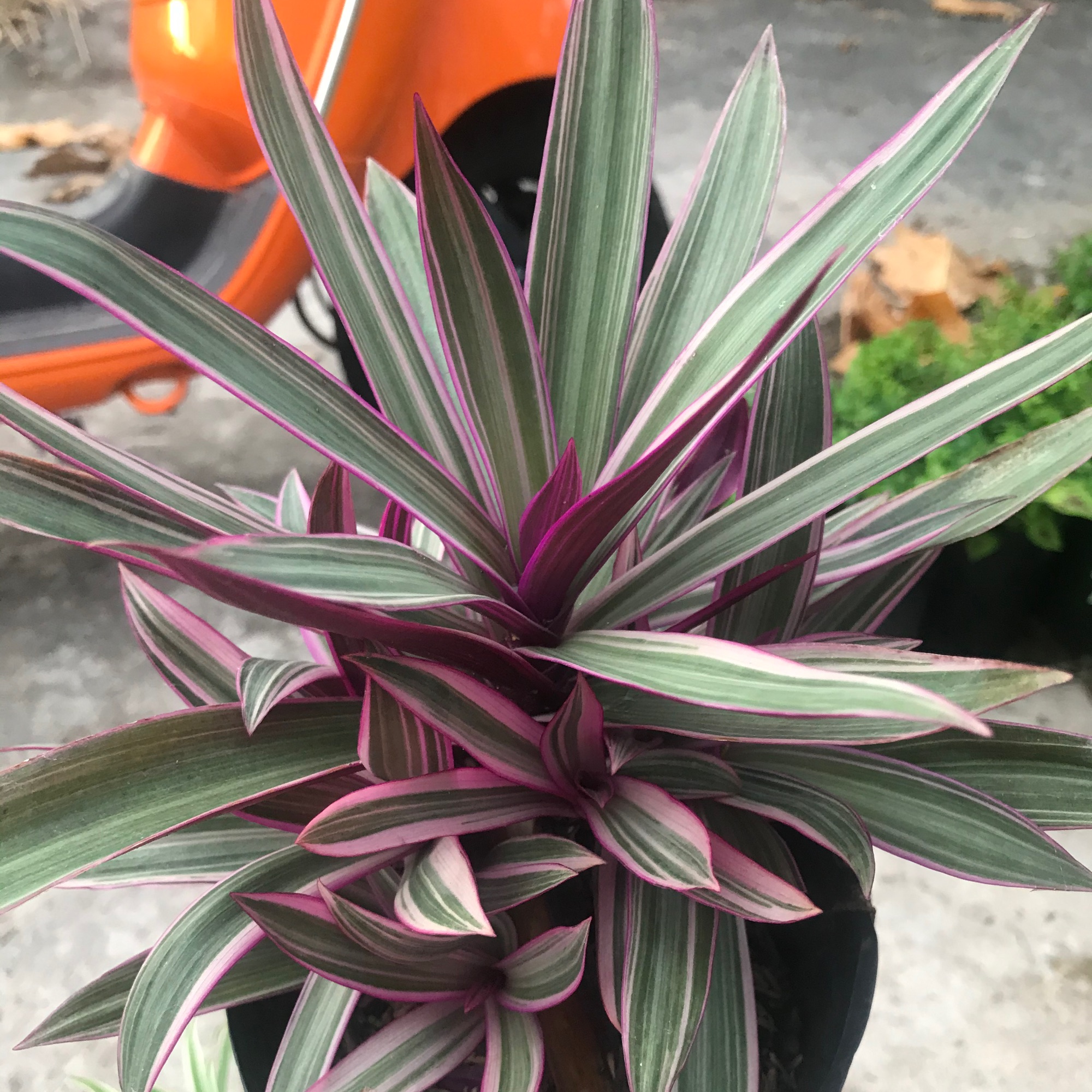 caykiengsadec - Cây sò huyết + tặng phân bón cho cây khỏe