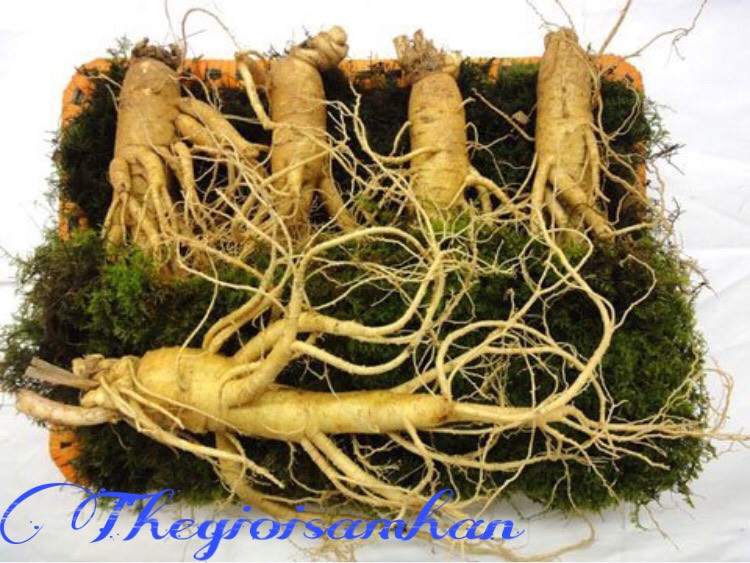 Sâm tươi hàn quốc 5 củ 1 kg - hàng chất lượng nguyên gốc nguyên rễ - 100% nhập khẩu từ hàn quốc