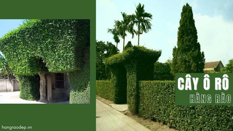 (Giảm sốc) Cây ô rô giống, Cây trang trí sân vườn , cây đẹp, nhắn tin cho shop để được tư vấn chi tiết