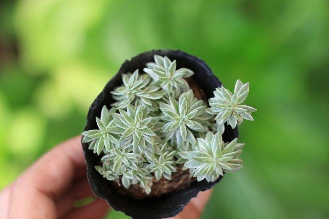Sen Đá Sedum Cỏ Trắng