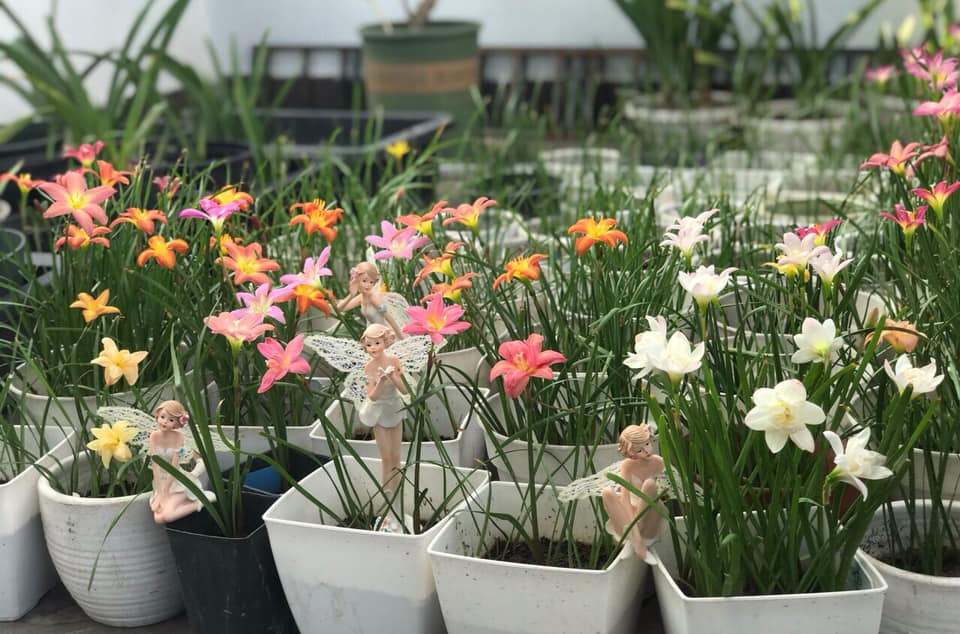 Set 6 củ huệ mưa ngoại kép, size củ là size hoa, lẫn màu 250k