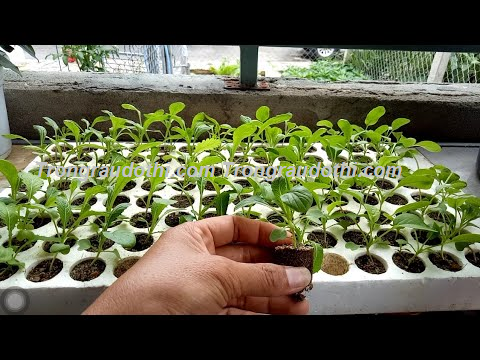 Khay xốp ươm hạt giống 84 lỗ/ 112 lỗ/ 209 lỗ siêu chắc chắn dùng 5-7 năm