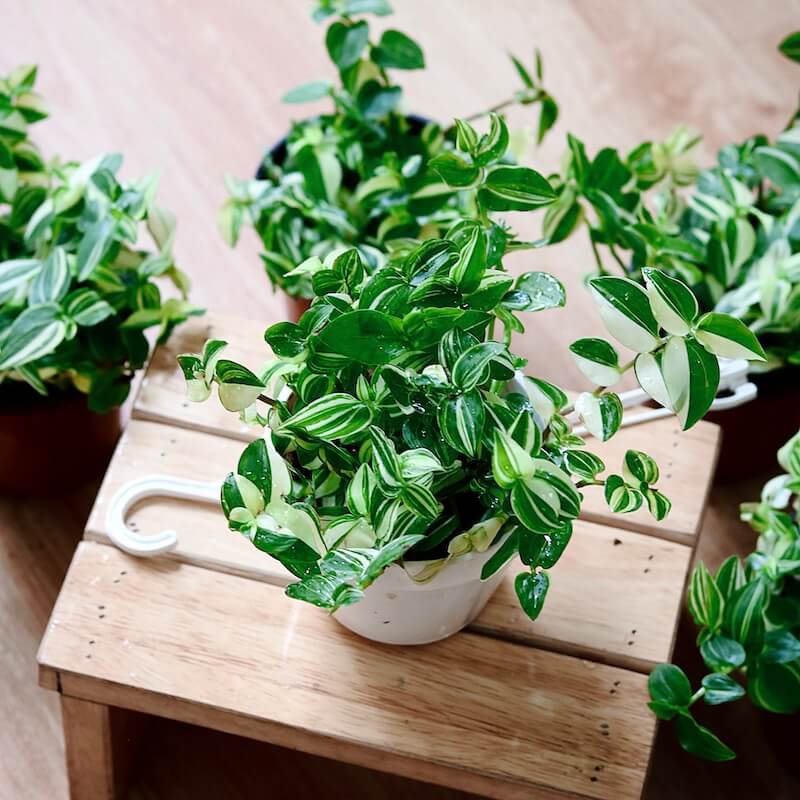 Chậu treo Tradescantia fluminensis aureovariegata - Thài Lài Trắng Xanh Var