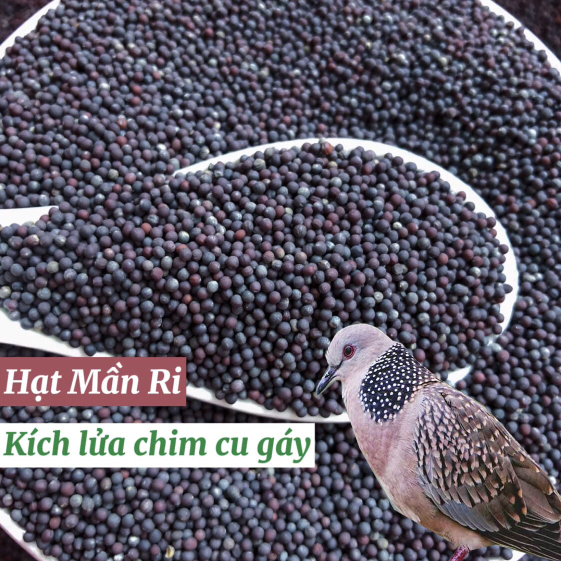 500gram hạt mần ri, thức ăn yêu thích kích lửa cho chim cu gáy