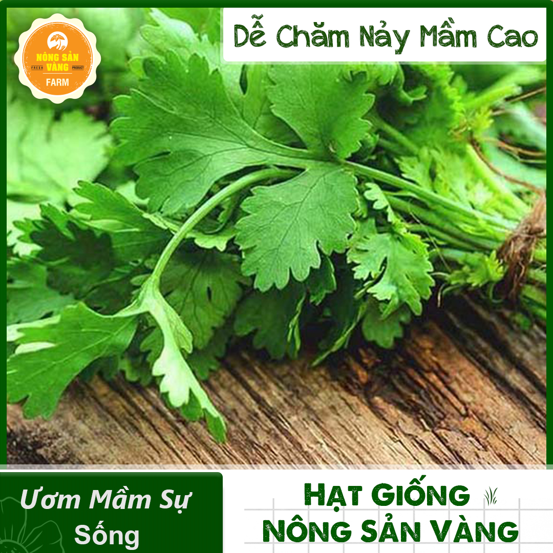 Hạt giống rau ngò ta dễ trồng, thiết yếu cho mỗi bữa cơm gia đình - nông sản vàng