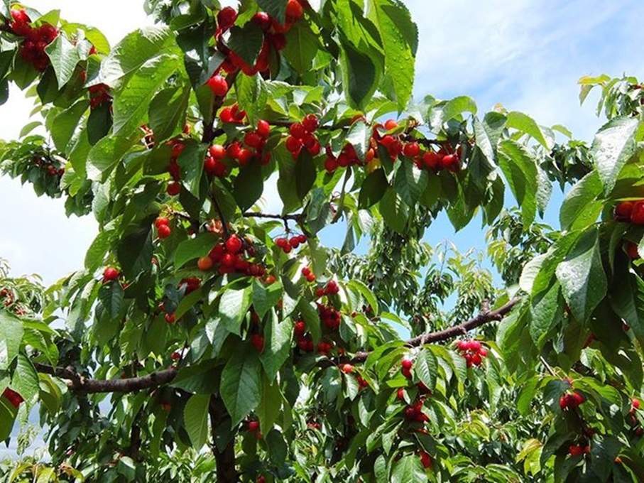 Hạt giống Cherry (anh đào) tặng kèm kích mầm
