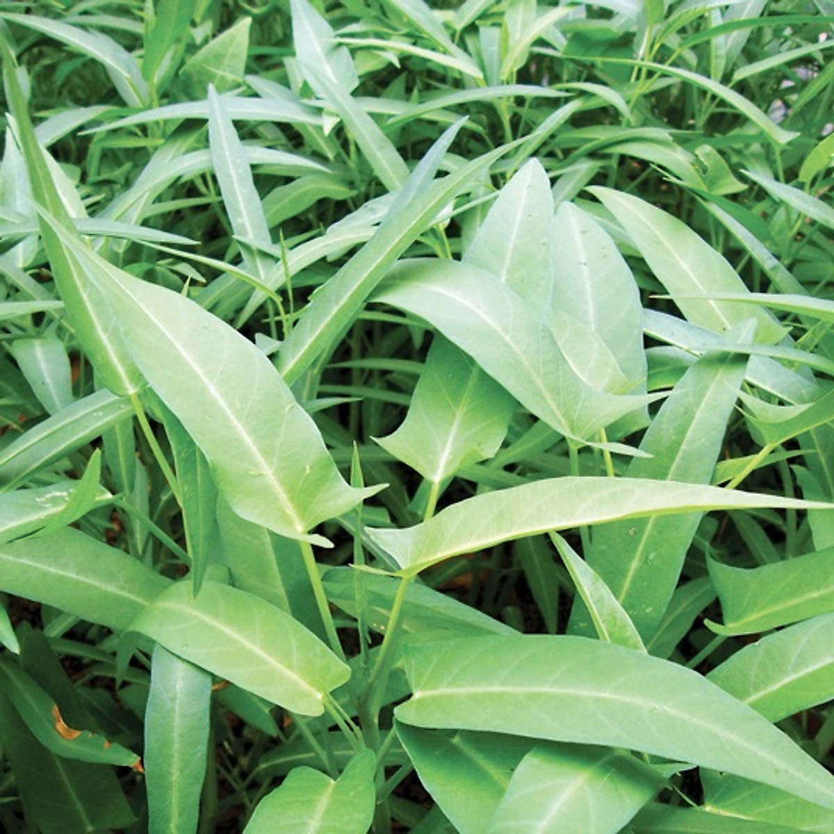 Hạt giống rau muống lá to Phú Nông gói 50gr
