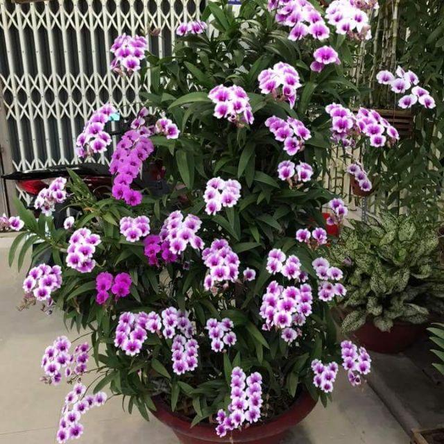 hoa lan denro thái lan yaya mini chậu size TO hoa quanh năm, hàng đánh thẳng từ thái về