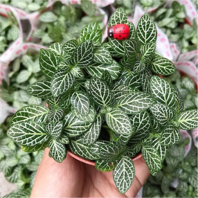 Cây cẩm nhung , lá cỏ may mắn màu xanh