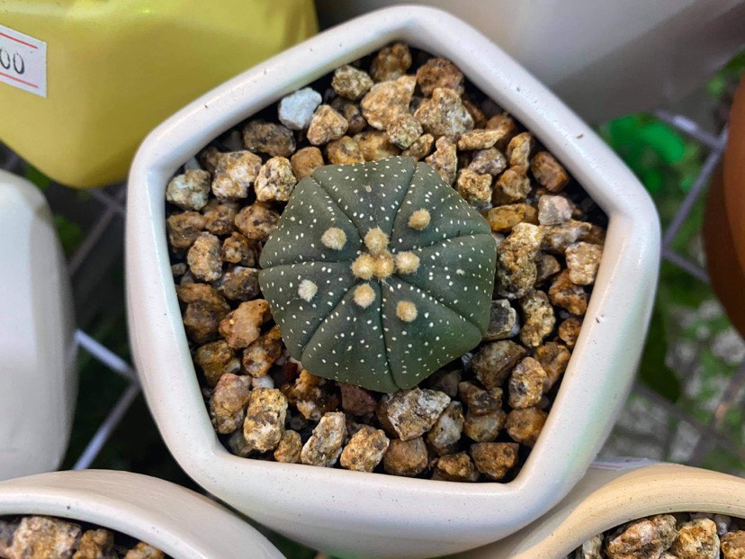 [HCM]Xương rồng ASTER - TẶNG CHẬU-RẤT DỄ RA HOA