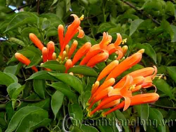 Chậu cây giống hoa chùm ớt