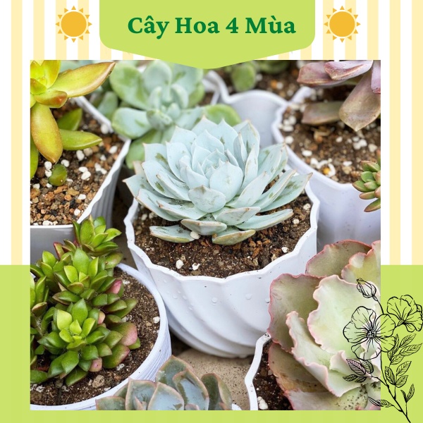 Chậu nhựa xoắn ốc trồng hoa sen đá mini kèm đĩa để bàn cực xinh