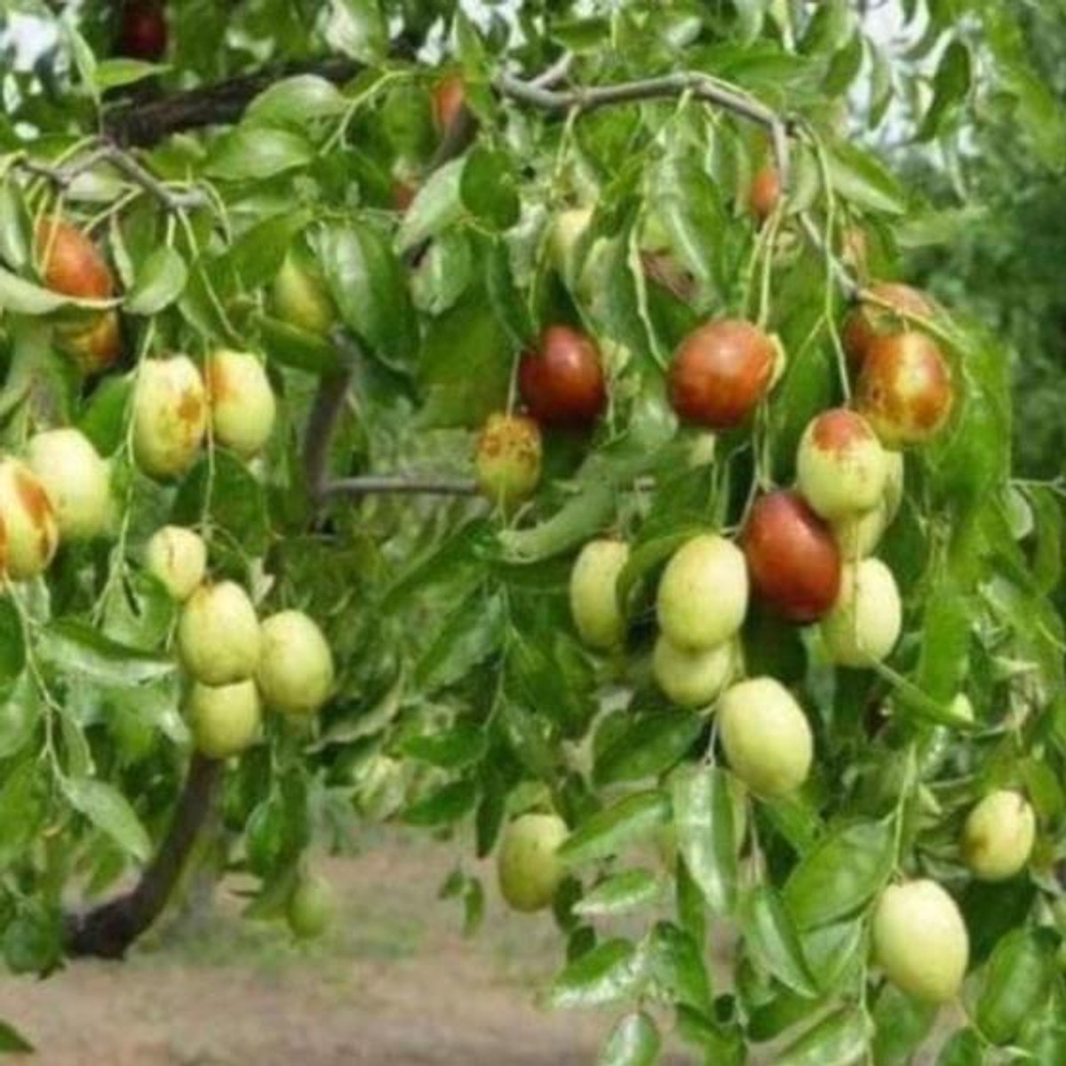 Cây Táo Tàu Cây Giống Nhập Khẩu cây đẹp chuẩn giống