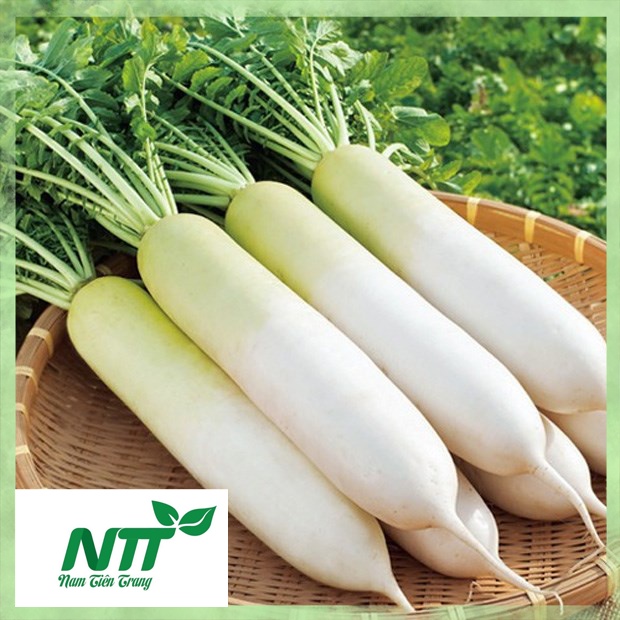 Hạt giống củ cải trắng tn - 42