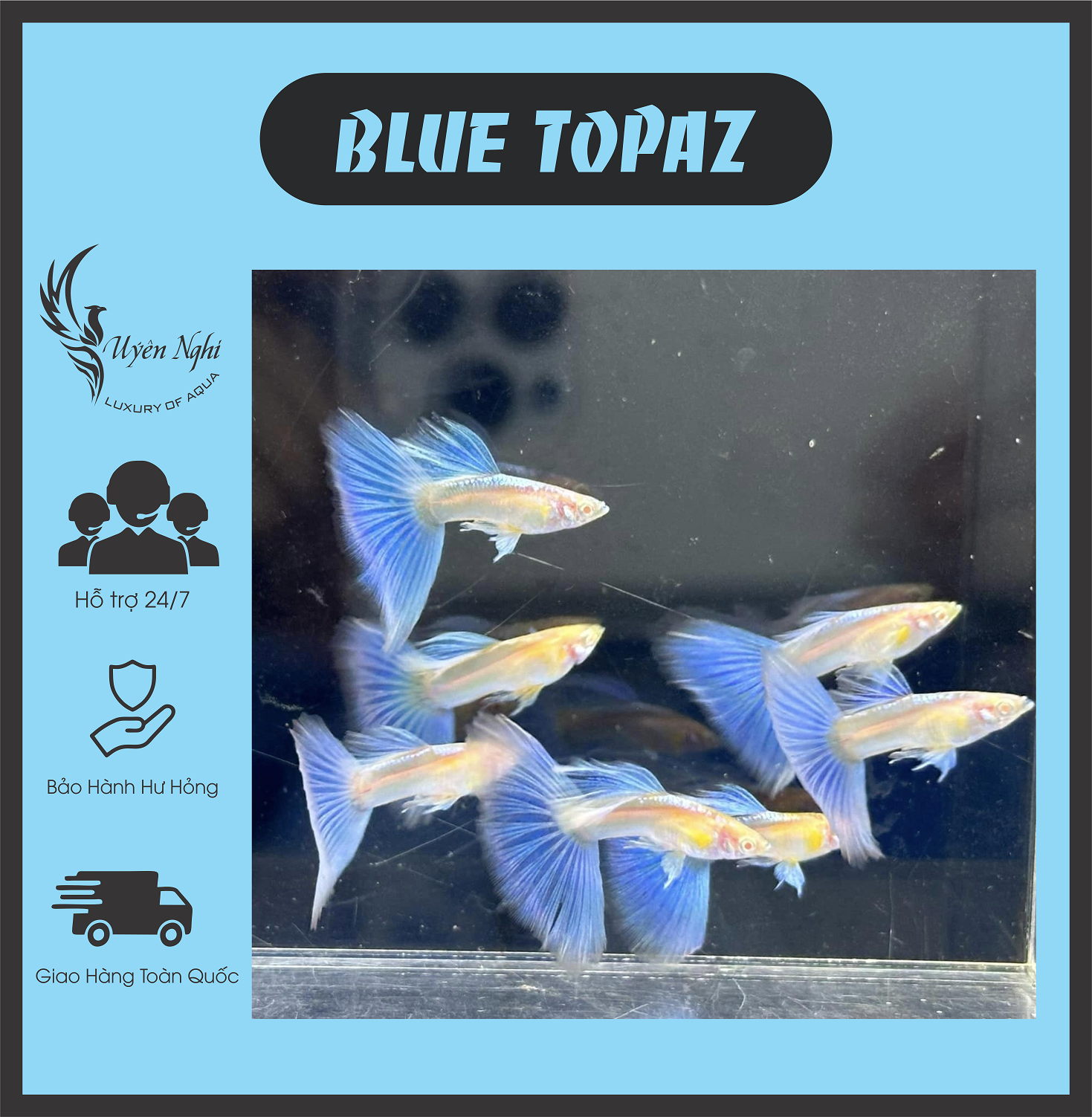 Blue topaz guppy thủy sinh + rong trúc