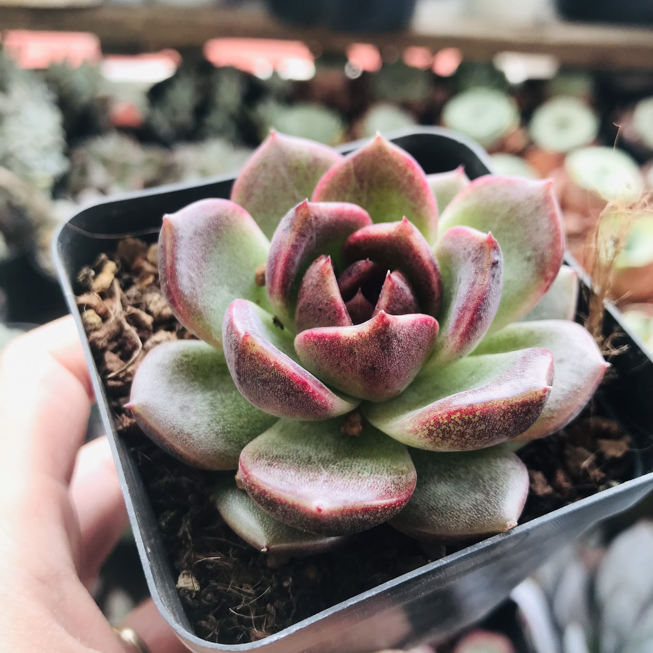 Sen đá Echeveria Black Queen size 6-6.5cm