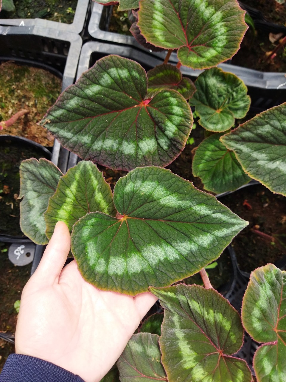 Thu Hải Đường - Mắt Nai Begonia