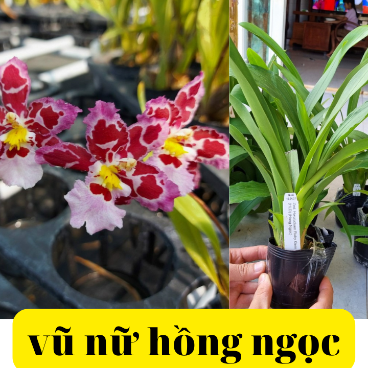 phong lan vũ nữ hồng ngọc hàng đài loan trưởng thành sắp ra hoa chuẩn tem bảo hành hoa