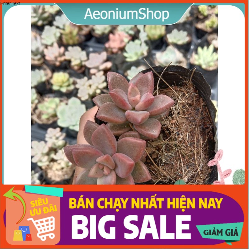 Sen Đá Đỏ Lá Ngắn, Sen Đá Nâu, Xuất Xứ Đà Lạt, Lỗi 1 Đổi 1 ❣