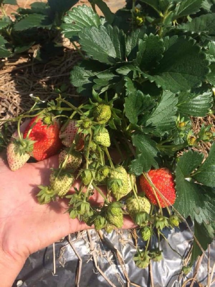 10 cây giống dâu tây chuẩn bị ra hoa