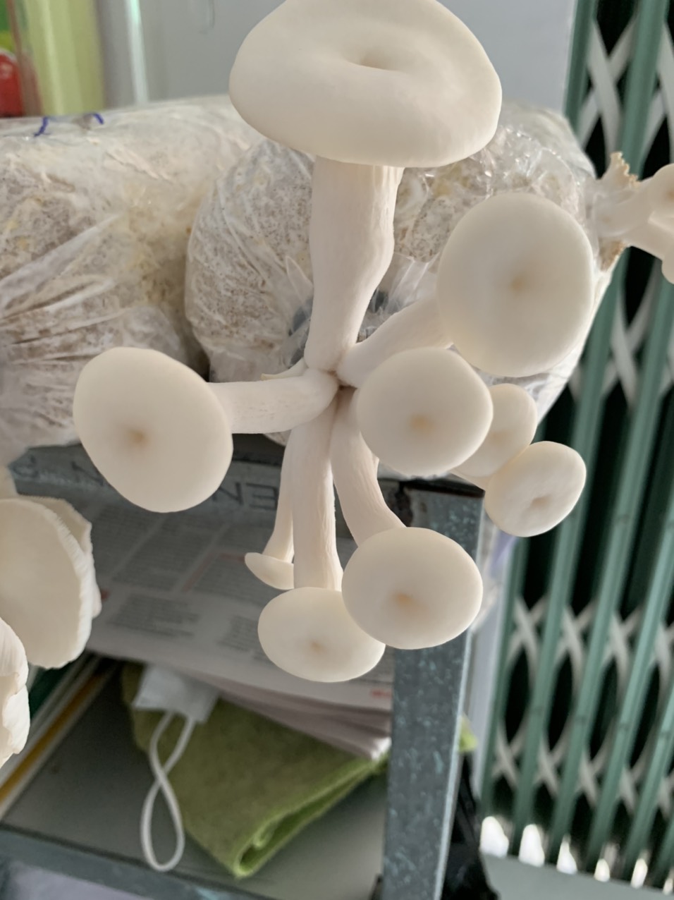 Phôi nấm sò