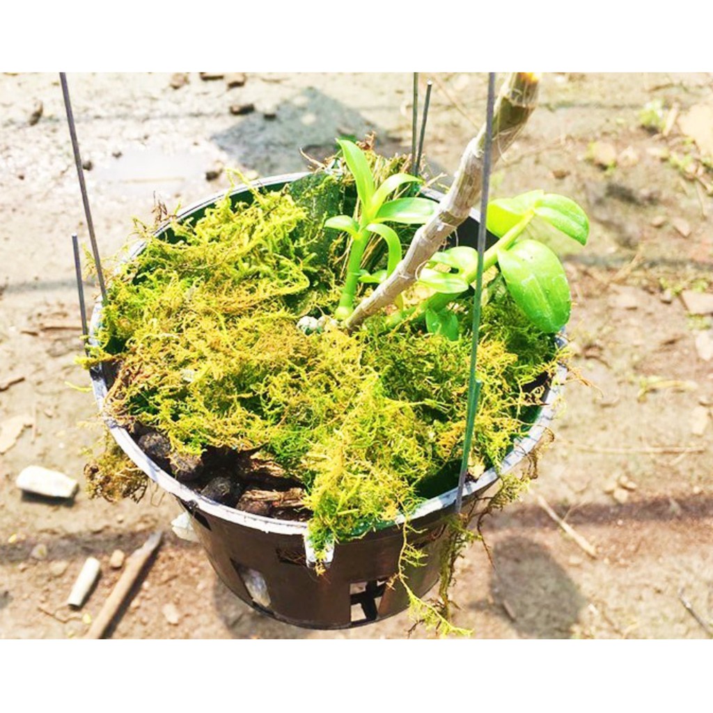 Rêu Rừng Trồng Lan - Giá Thể Giữ Ẩm Cực Tốt 500g