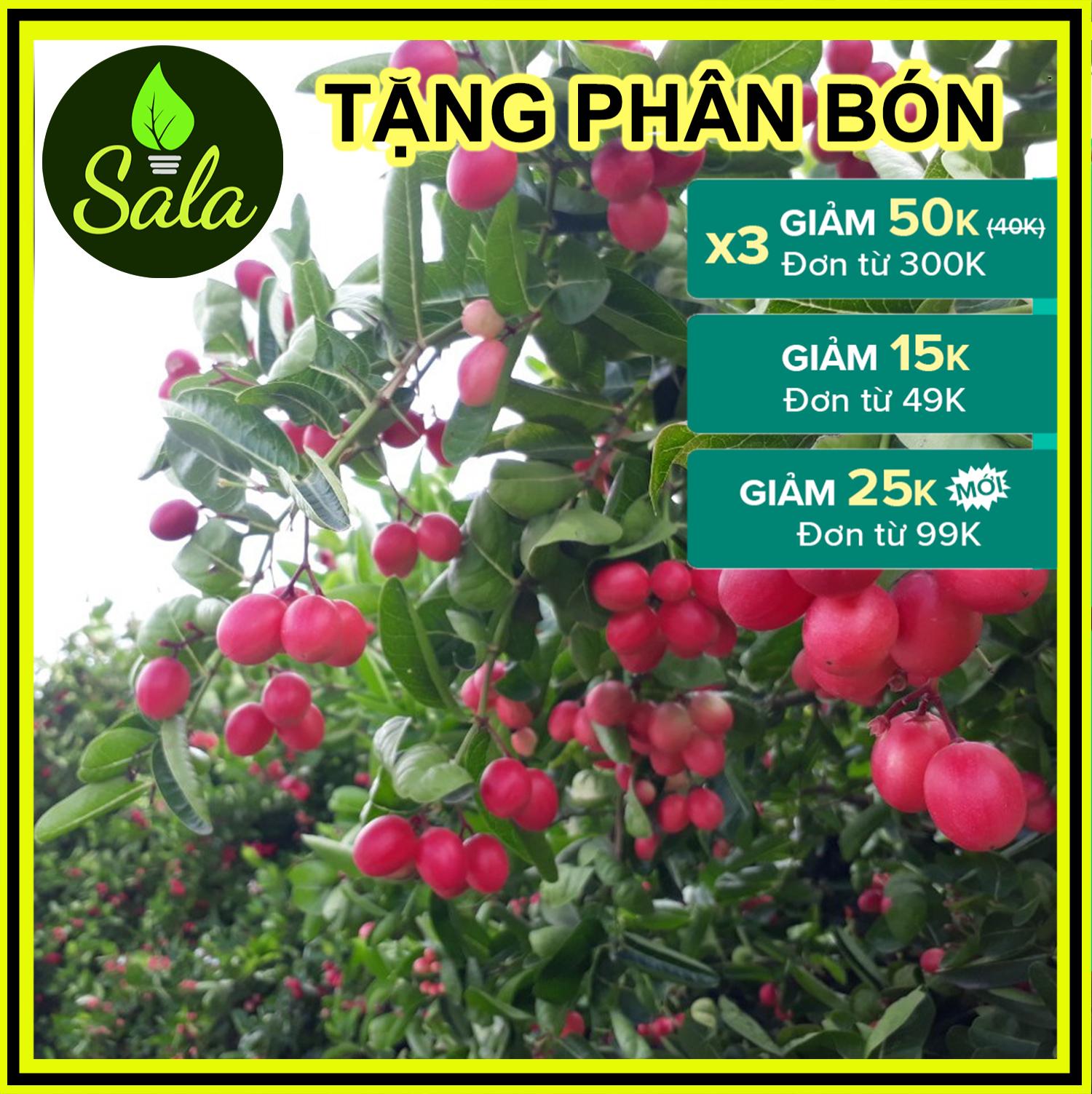 Cây siro giống, cây giống si rô
