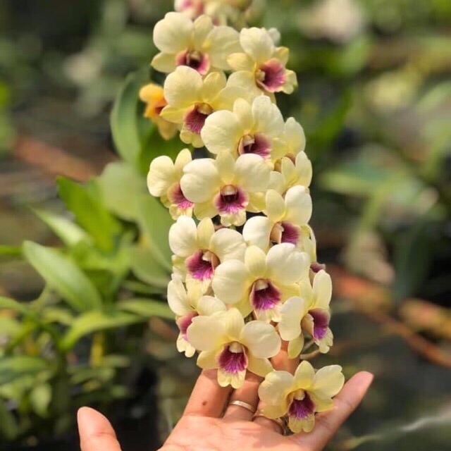 Hoa lan đồng tiền trắng - đang hoa/đứng lá sắp hoa