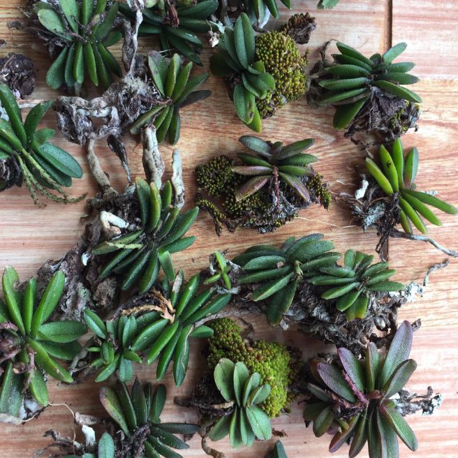 Hoa lan trứng bướm ₫30k/c siêu hiếm