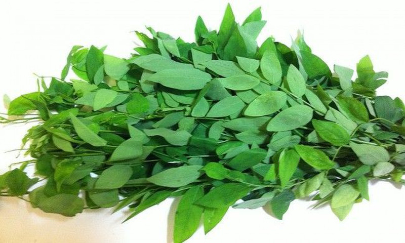 Hạt giống rau bồ ngót