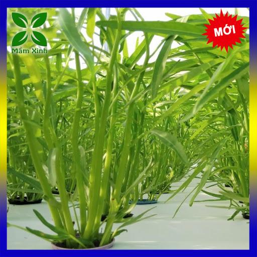 GÓI 50G HẠT GIỐNG RAU MUỐNG LÁ TRE - GÓI 50GRAM