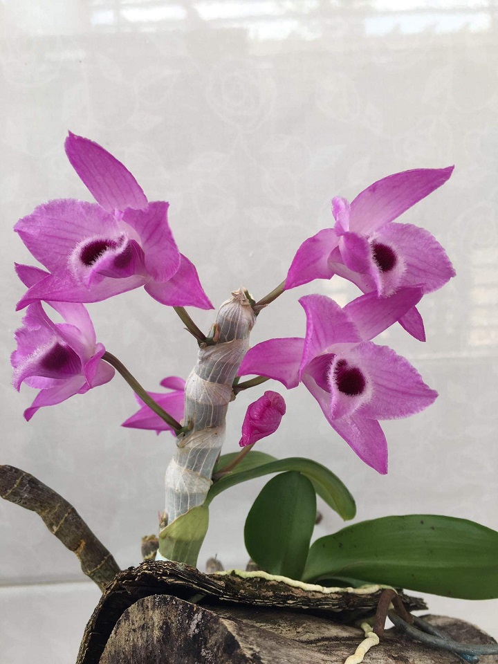 Hoa lan trầm tím điện biên (cây đẳng cấp, cao 20cm)