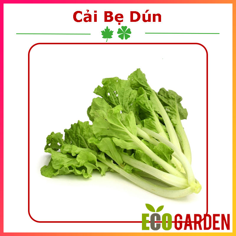 Hạt giống cải bẹ dún dễ trồng