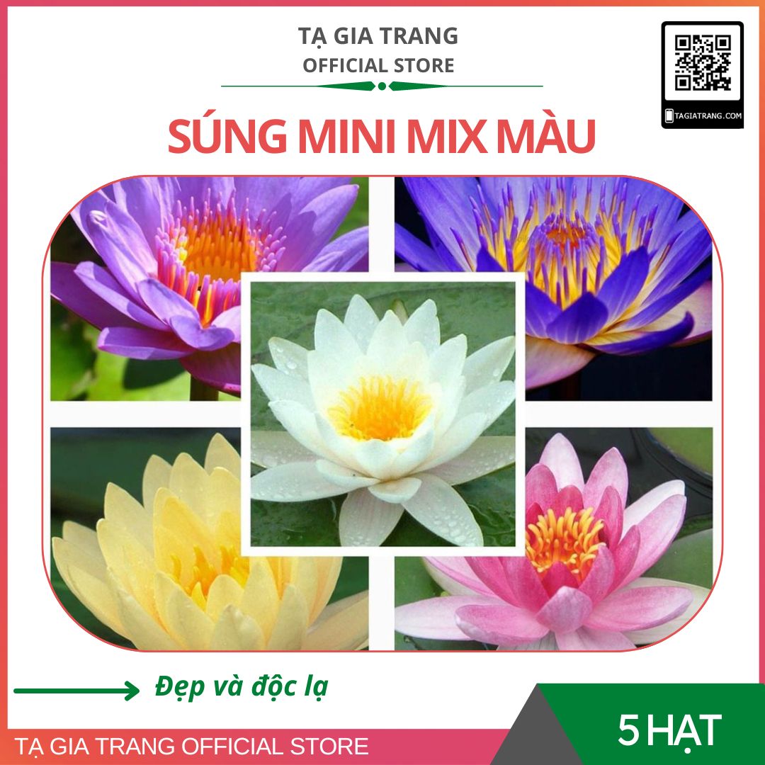 Hạt giống hoa súng mini mix màu - Gói 5 hạt