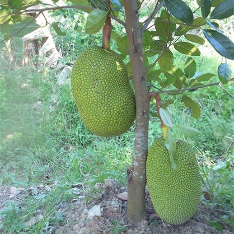 cây mít thái siêu xớm - FREE SHIP TỪ 50K