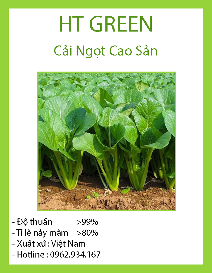 Hạt giống cải ngọt cao sản năng suất cao