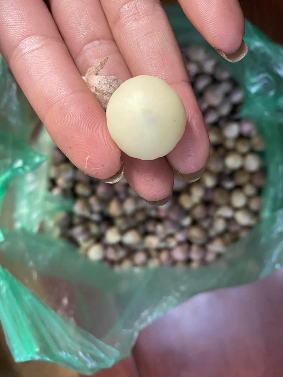 1Kg tỏi cô đơn loại 1 cam kết tỏi đã lọc sạch- tỏi cô đơn- tỏi 1 nhánh