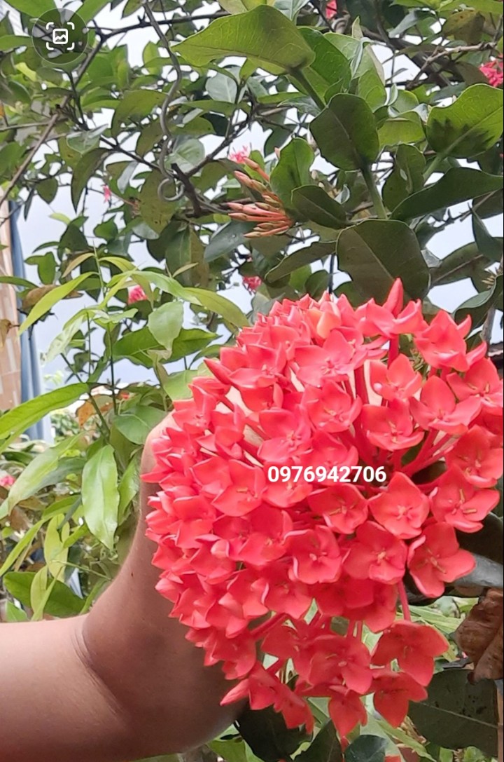 Cây hoa mẫu đơn  phụng hoàng lửa