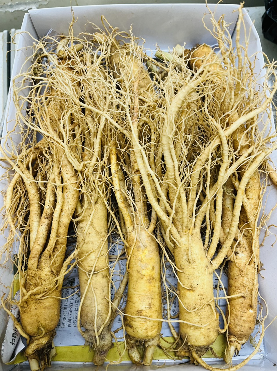 0,5kg nhân sâm tươi hàn quốc size 8 củ/kg - sâm tươi nguyên củ ngâm rượu 6 năm tuổi