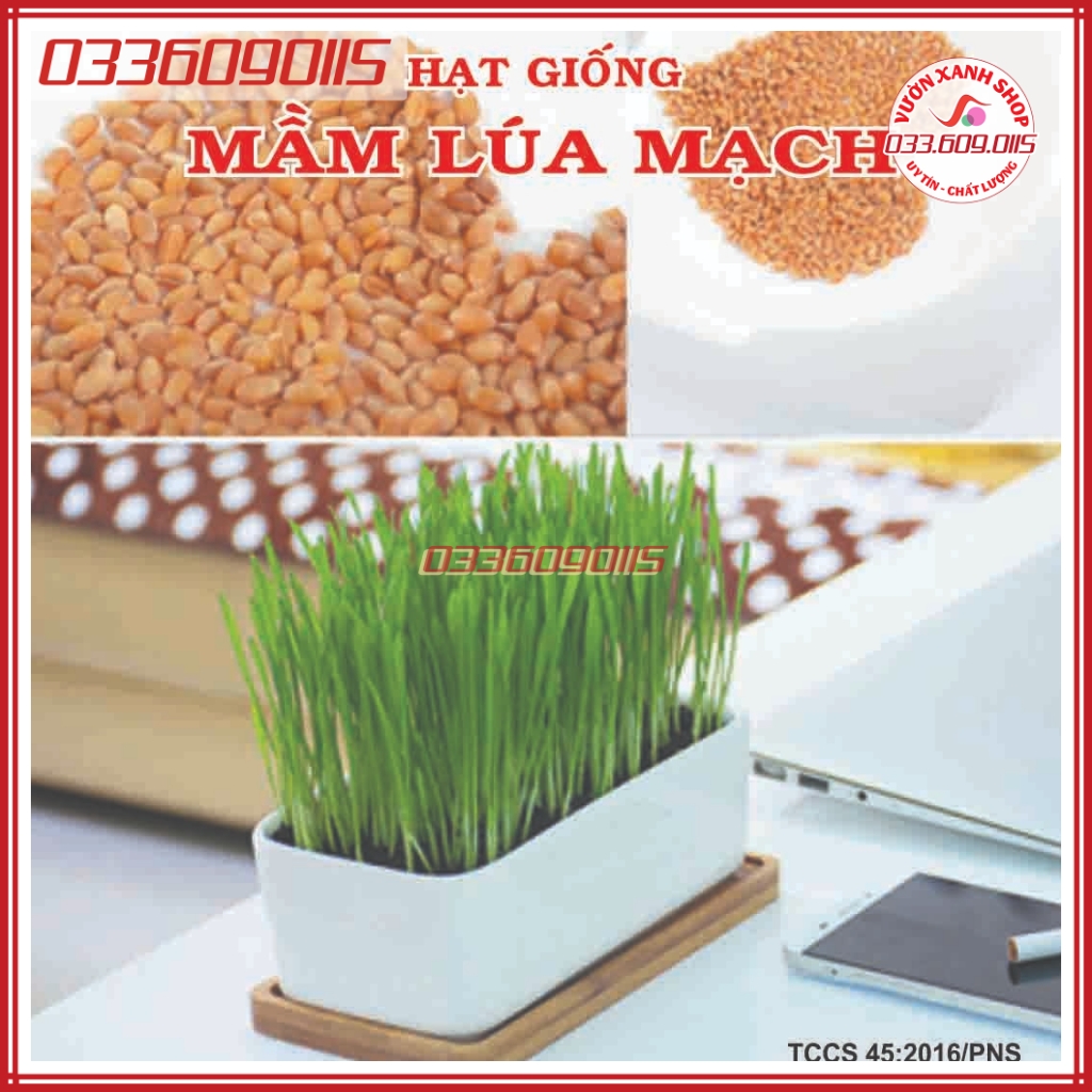 500g Hạt giống mầm cỏ lúa mì, mầm cỏ mèo giảm stress, giàu dinh dưỡng cho vật nuôi